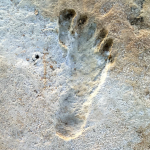 Researchers Astonished by Prehistoric Footprints in America Predating Human Arrival