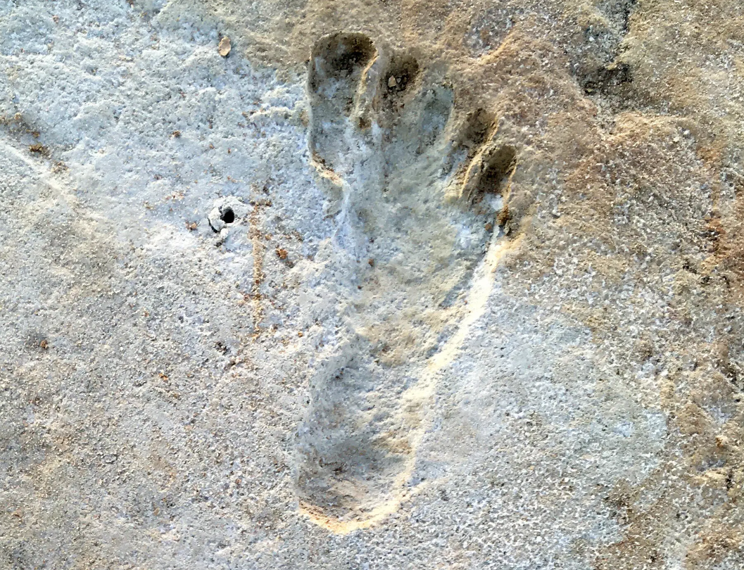 Researchers Astonished by Prehistoric Footprints in America Predating Human Arrival