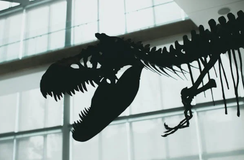 Scientist Purchases Dinosaur Fossil Online, Uncovers…