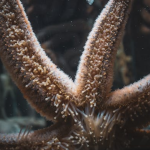 THOSE AREN’T “ARMS” ON STARFISH, SCIENTISTS SAY IT’S ONE… HUGE…