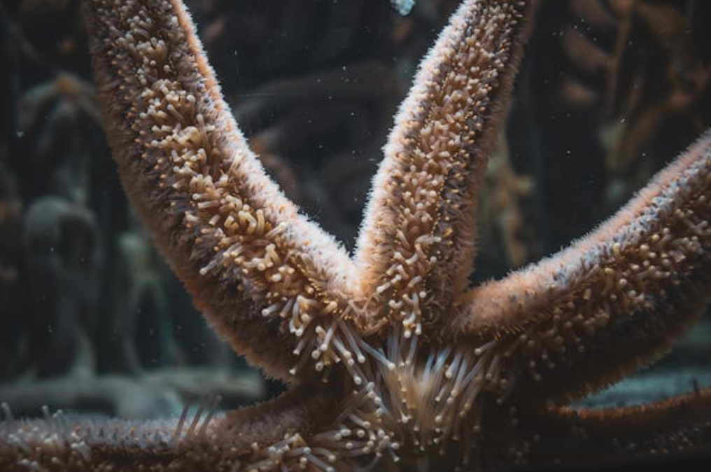 THOSE AREN’T “ARMS” ON STARFISH, SCIENTISTS SAY IT’S ONE… HUGE…